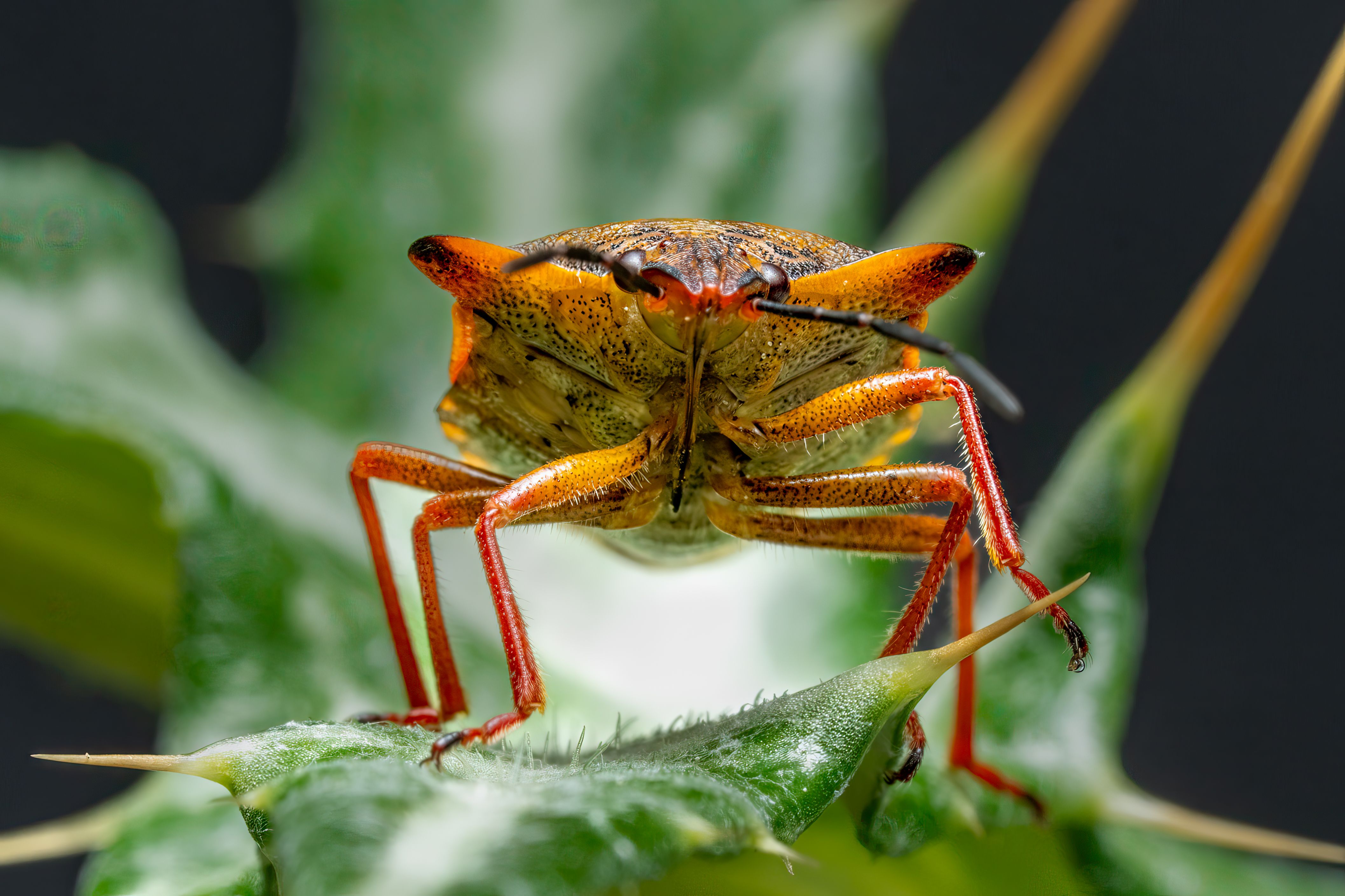 Comment créer un hôtel à insectes efficace et bien dimensionné