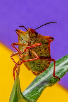 Detailed macro image of a vibrant stink bug, showcasing its texture and colors on a leaf.