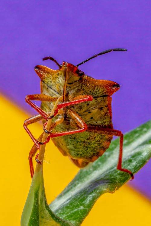 Free Detailed macro image of a vibrant stink bug, showcasing its texture and colors on a leaf. Stock Photo