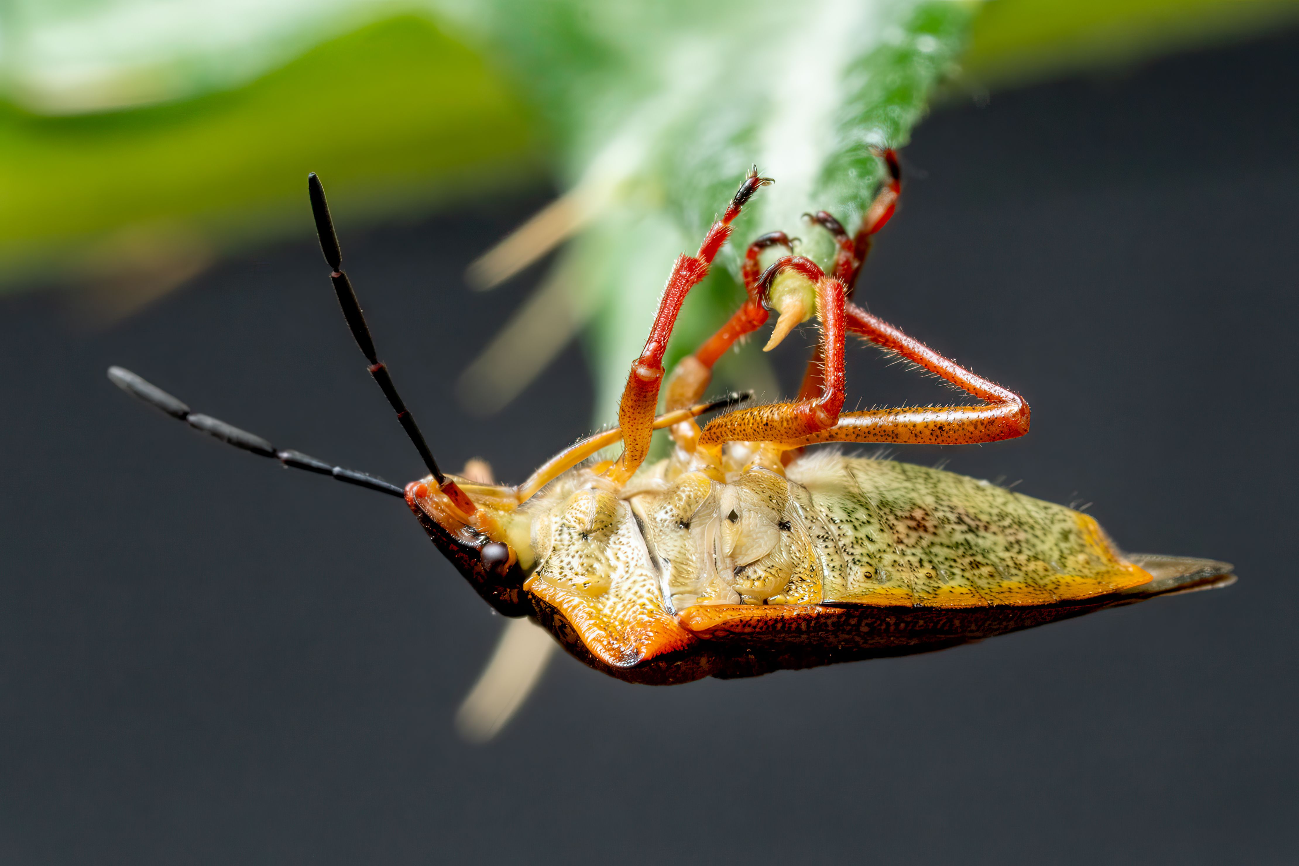 Vibrant Macro of Leaf-Footed Bug on Leaf · Free Stock Photo