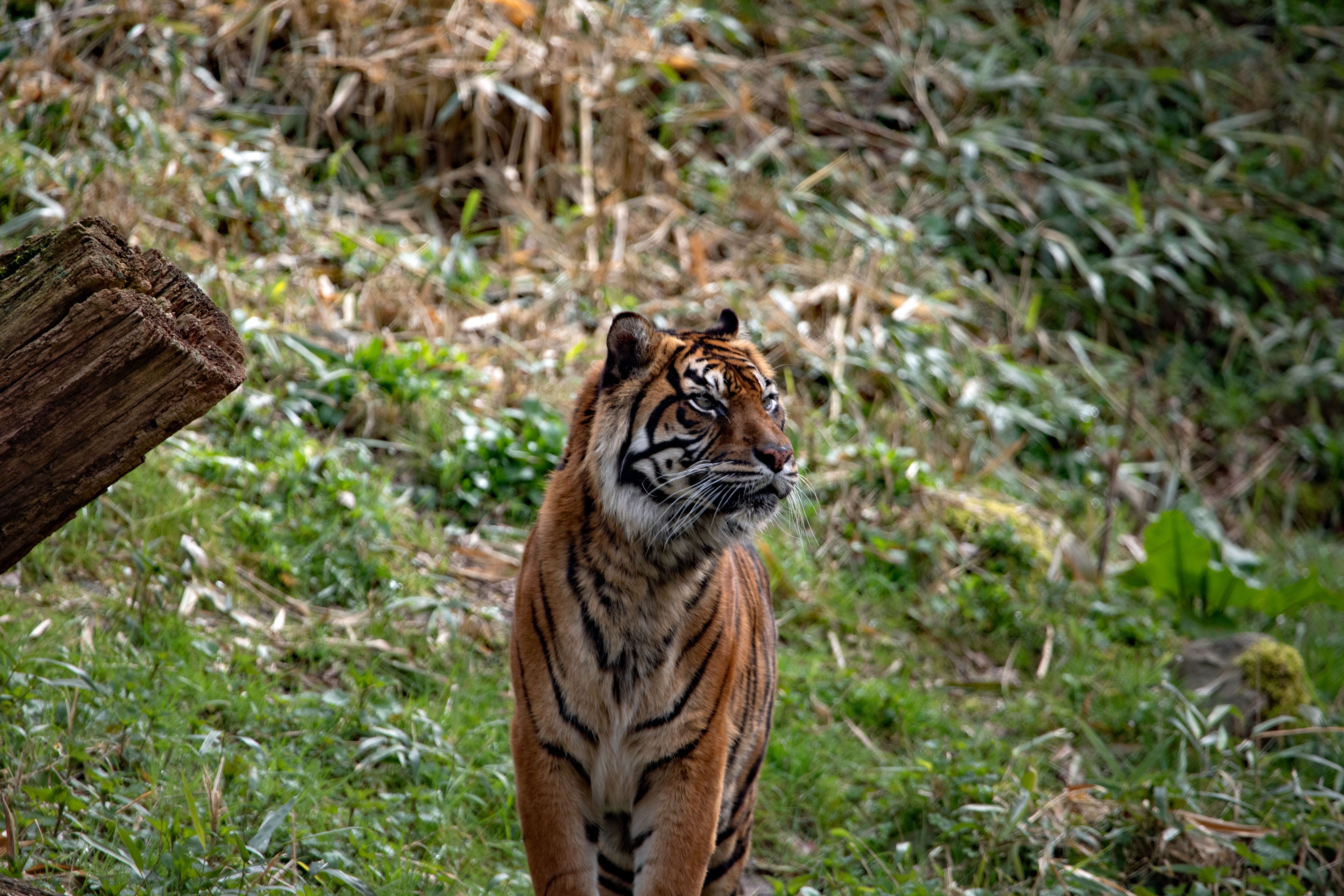 gratis Een prachtig portret van een Sumatraanse tijger in een weelderige buitenomgeving, waarop zijn opvallende kenmerken goed te zien zijn. Stockfoto