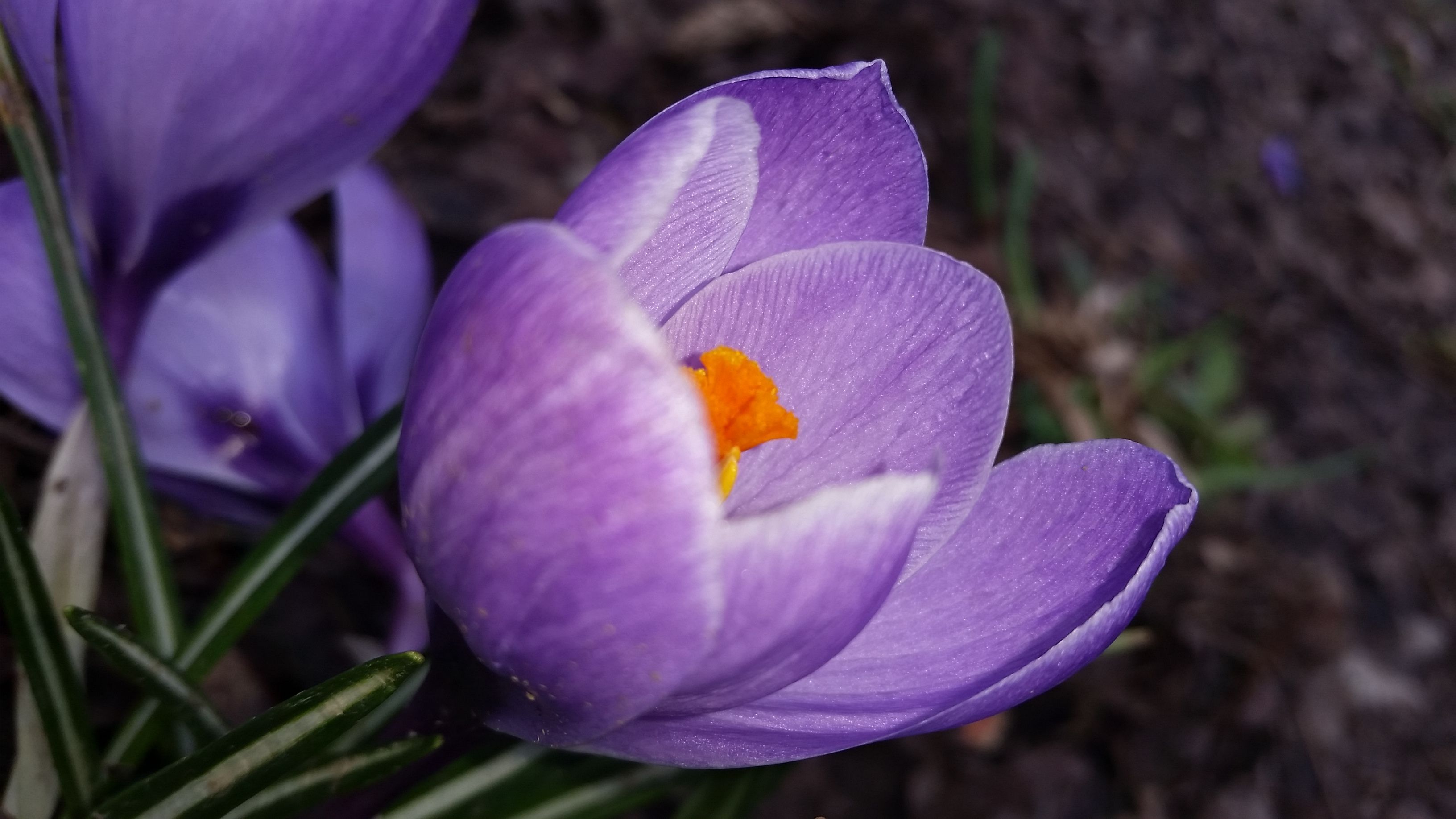 Free stock photo of art, crocus, fine art