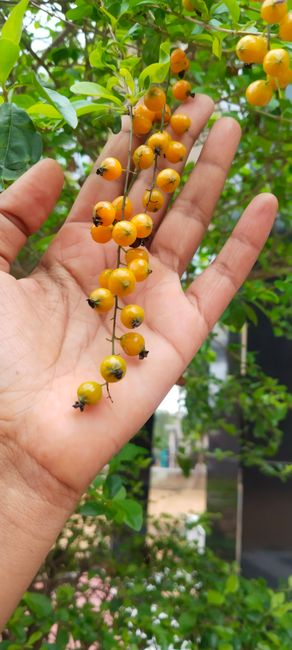Pingo-de-Ouro - Foto 1