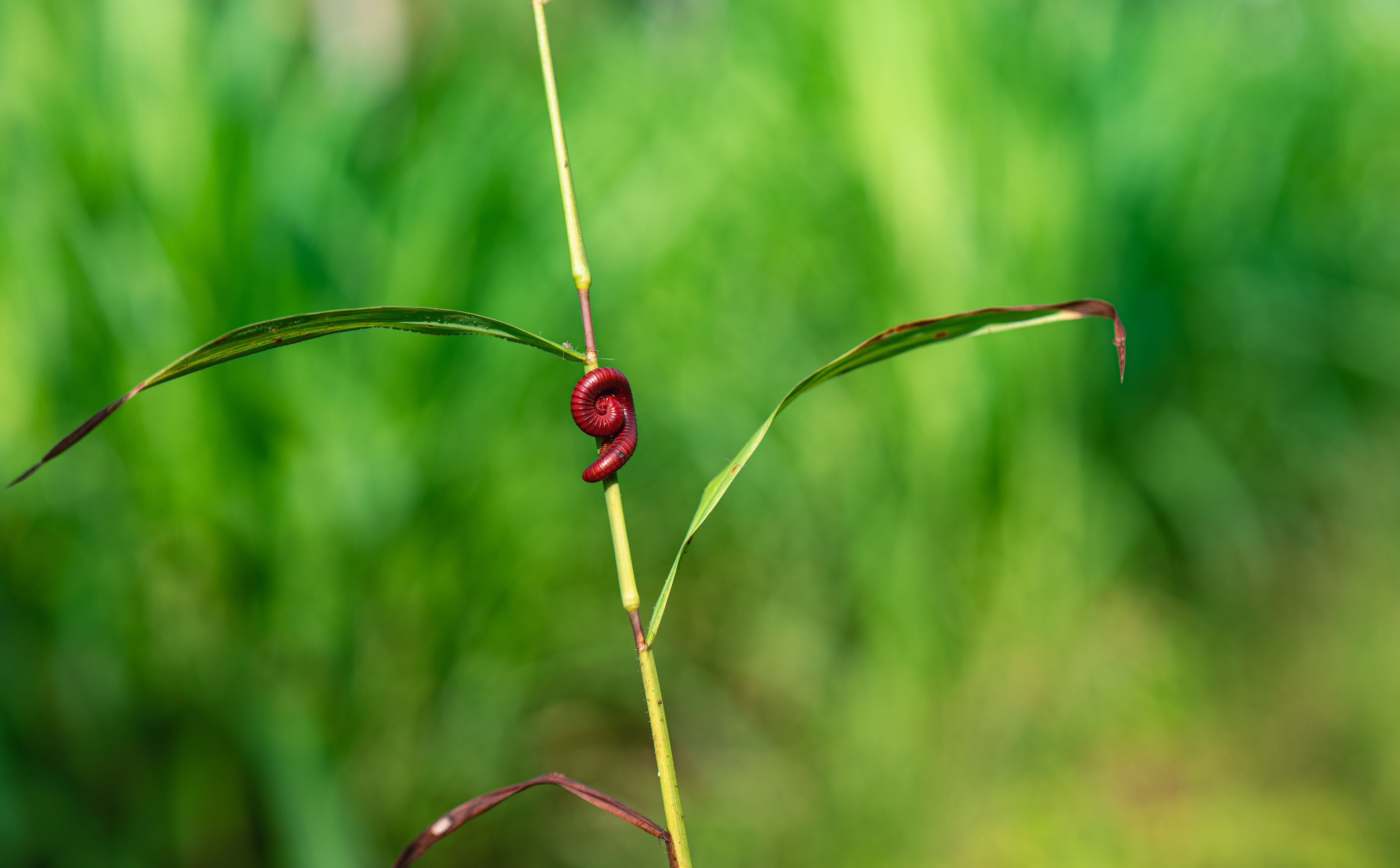 Le secret d’un terreau vivant : comment les vers de terre boostent votre petit jardin maison sans ef