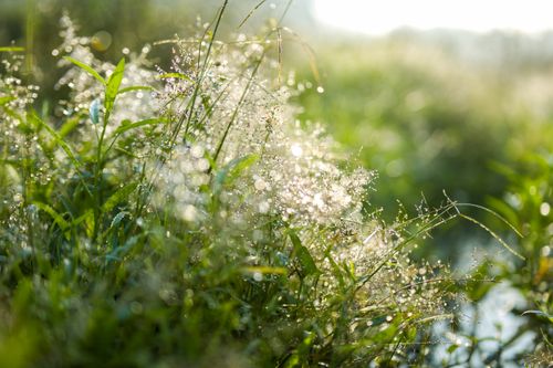 Free Close-up of dewy grass with a blurred, sunlit background, featuring artistic bokeh. Stock Photo