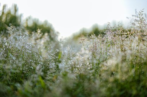 Free A serene outdoor scene with dew-covered grass and artistic bokeh effect in bright daylight. Stock Photo