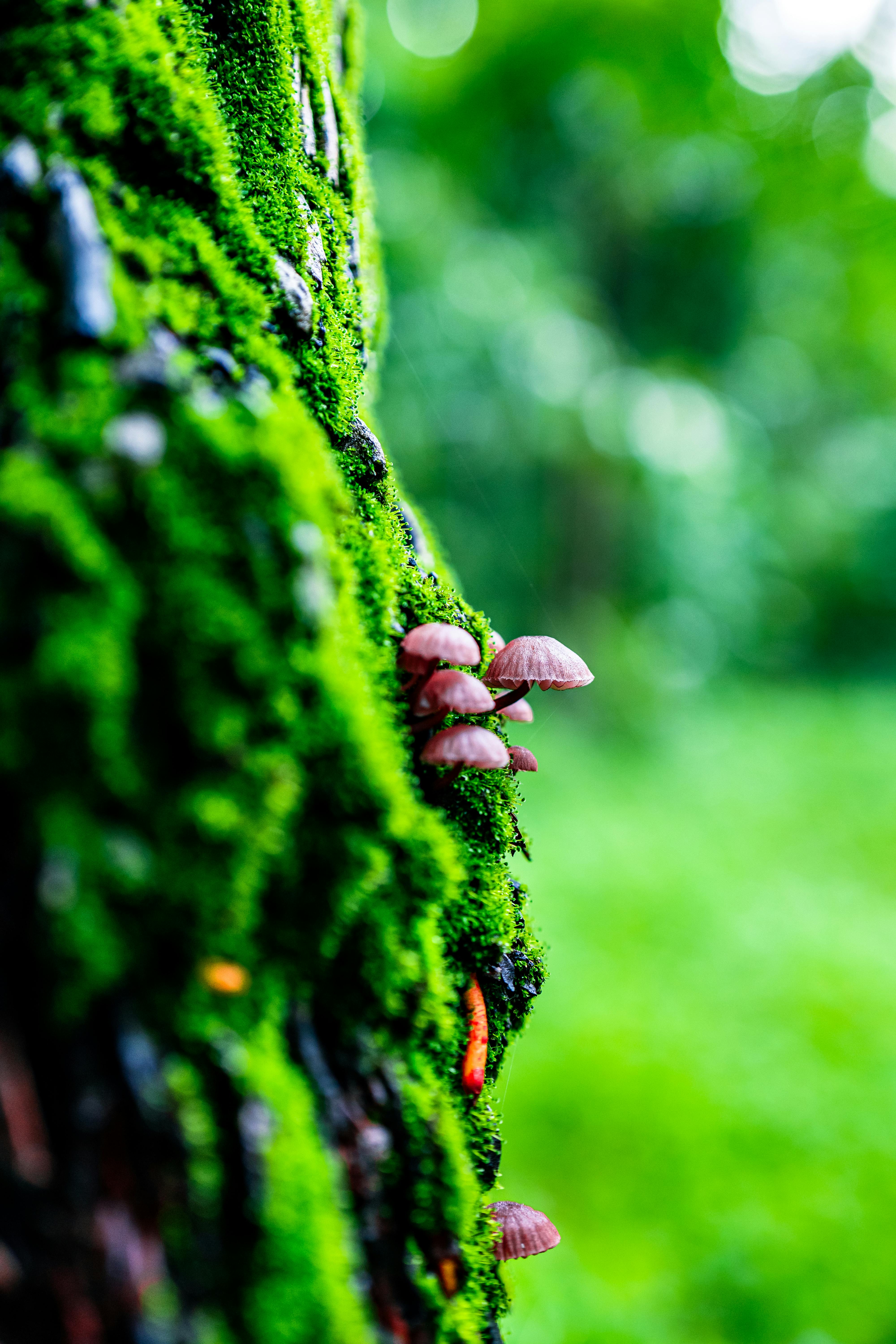 Close-up of green moss and brown mushrooms on a tree in the lush forests of Kerala, India.