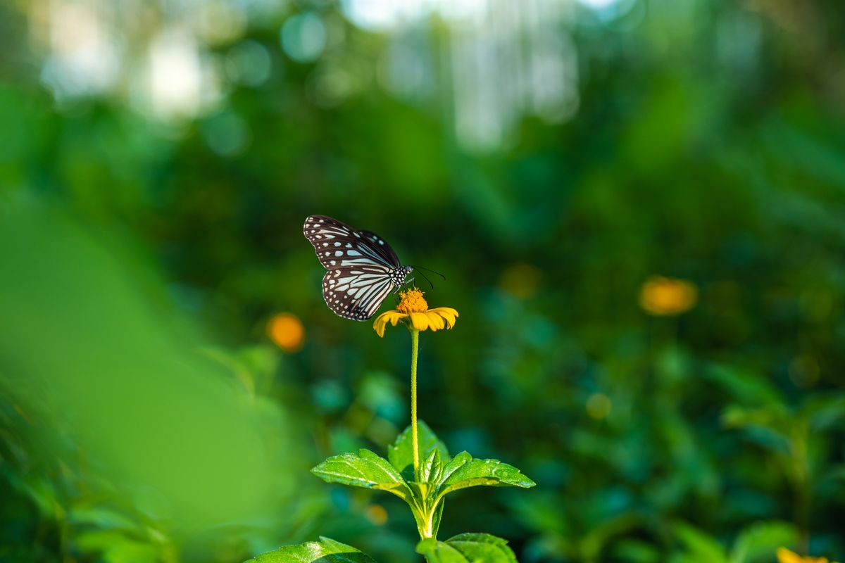 Butterfly Banks