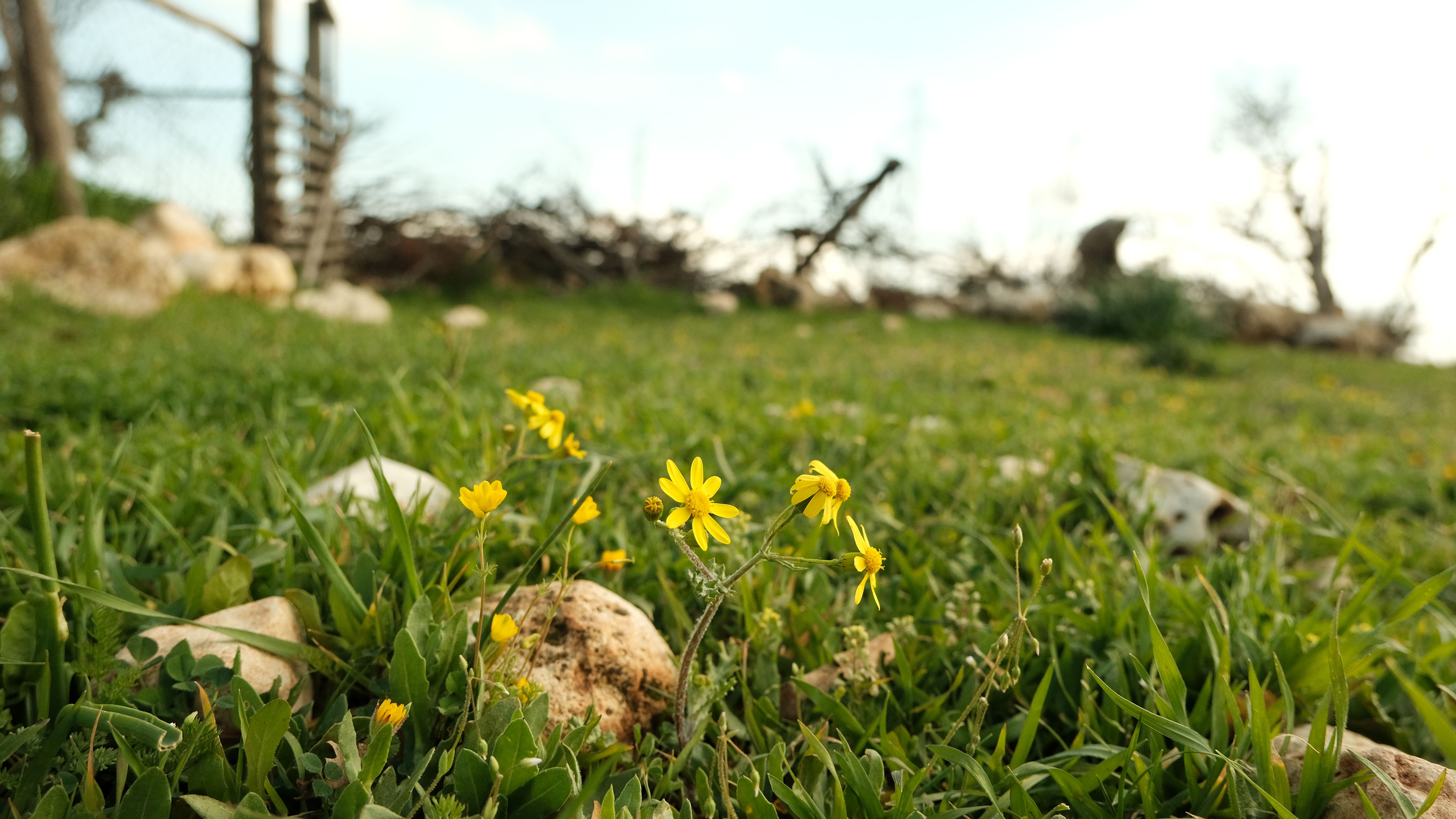 Vibrant wildflowers blooming in a green field in Cyprus during spring