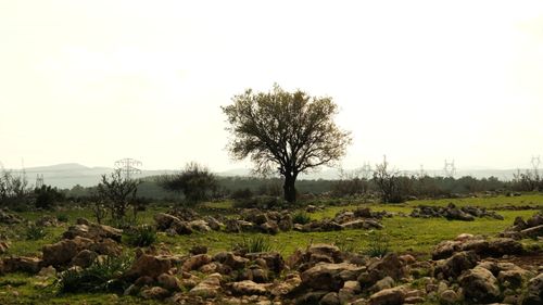 Free A solitary tree stands in a rocky field with power lines in the distance, creating a calm rural landscape. Stock Photo