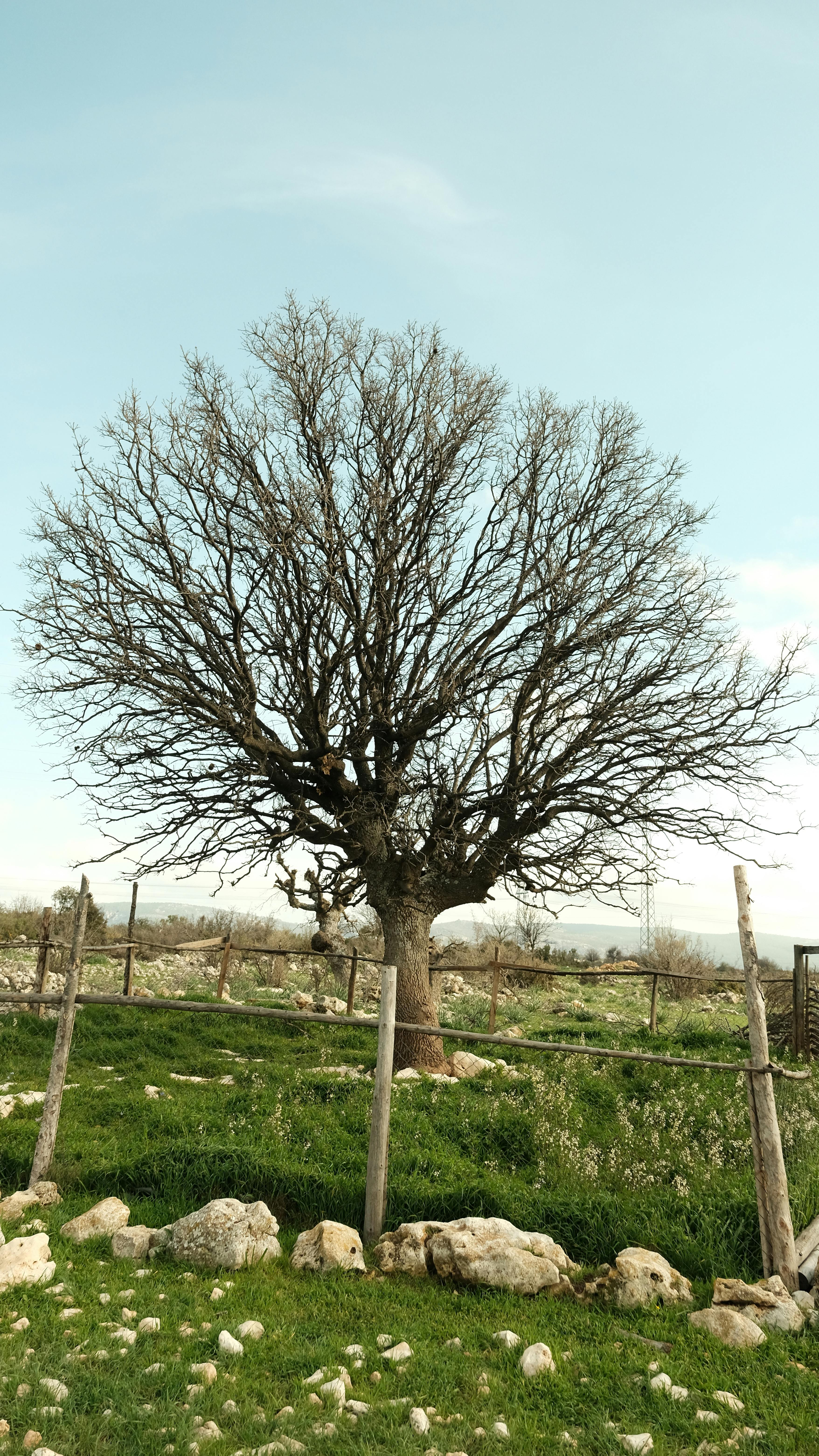 Solitary tree in a rural setting surrounded by lush green fields and cloudy sky.