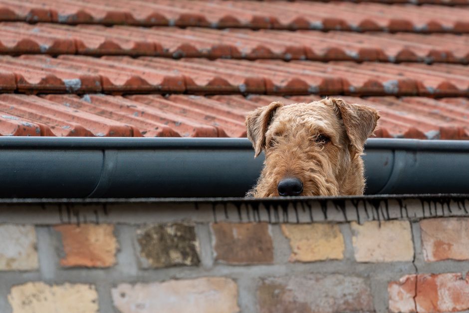 gutter guard mesh installation