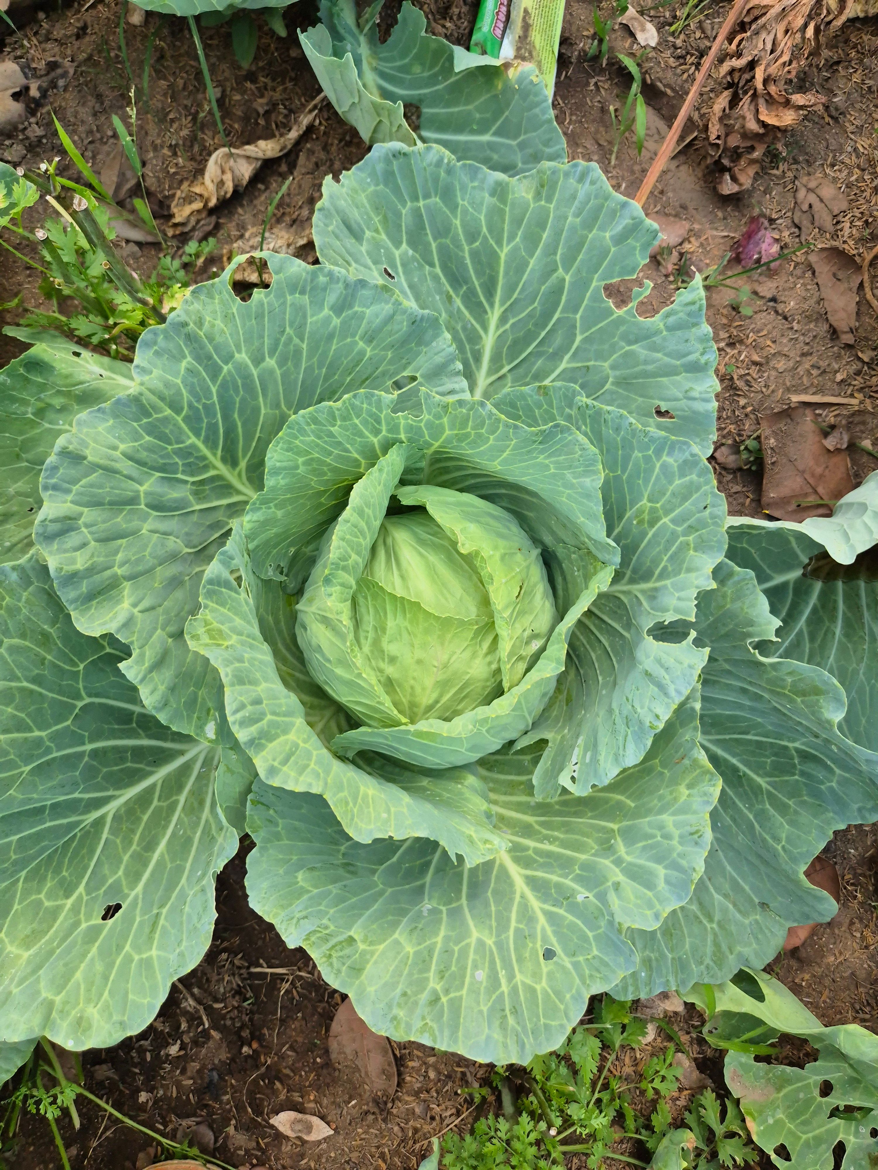 Mastering Head Formation: Why Your Lettuce and Cabbage Aren't Heading Up (and How to Get Tighter, Denser Harvests)