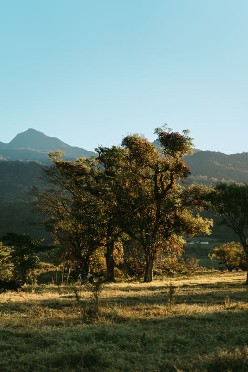 Free Idyllic countryside scene featuring trees with a distant mountain under a clear blue sky. Stock Photo