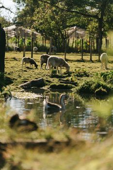 Serene countryside scene with sheep grazing near a pond on a sunny day.