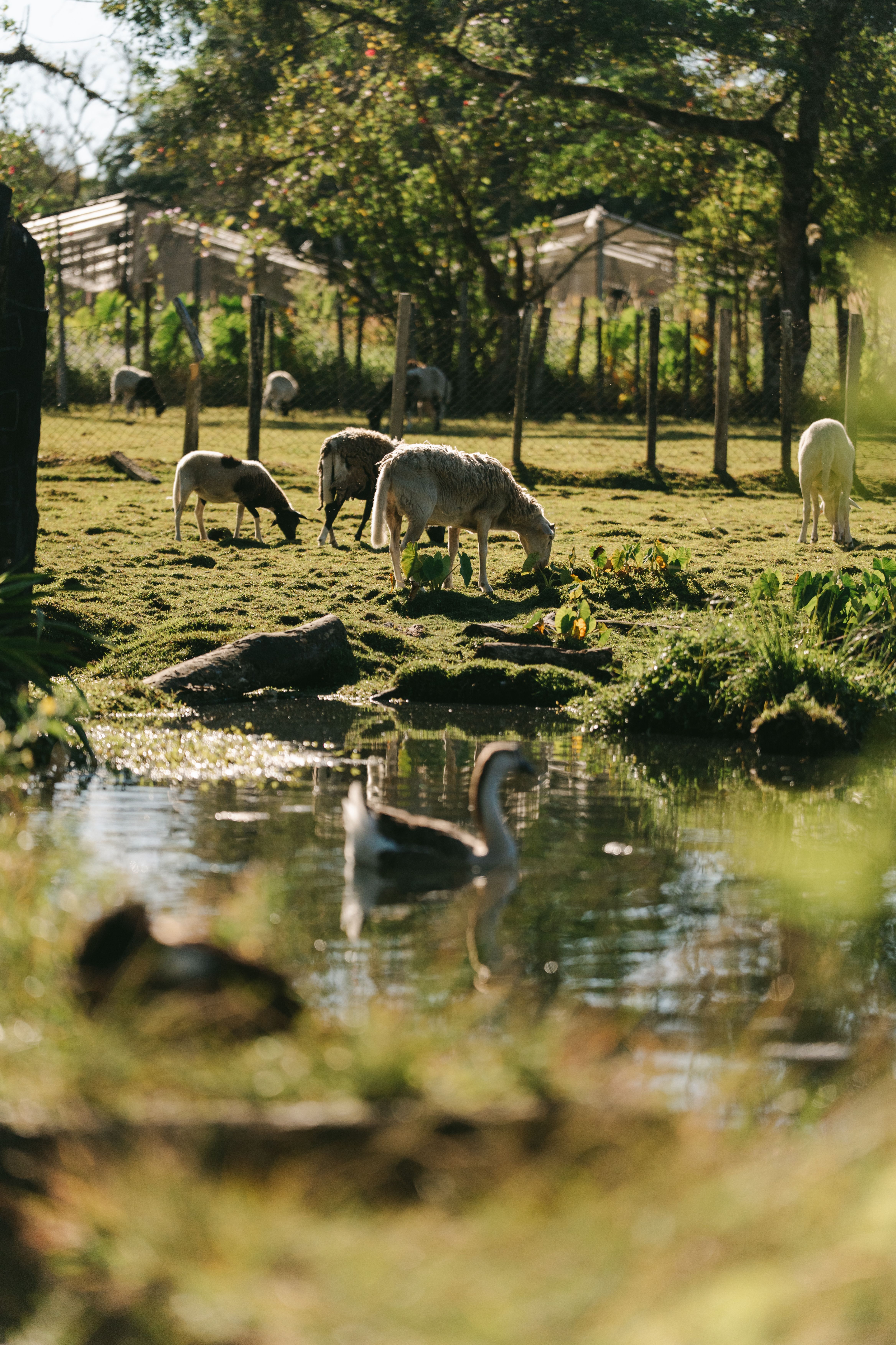 Pastoral Scene with Grazing Sheep by a Pond · Free Stock Photo