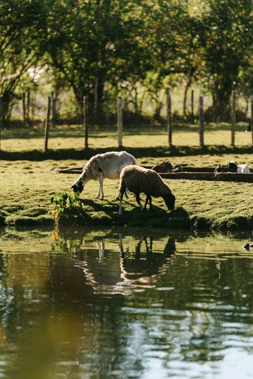 Free Two sheep grazing by a pond with reflections, surrounded by lush greenery and a fence. Stock Photo