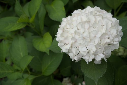 Free Close-up of a white hydrangea flower surrounded by lush green foliage in Poland. Stock Photo