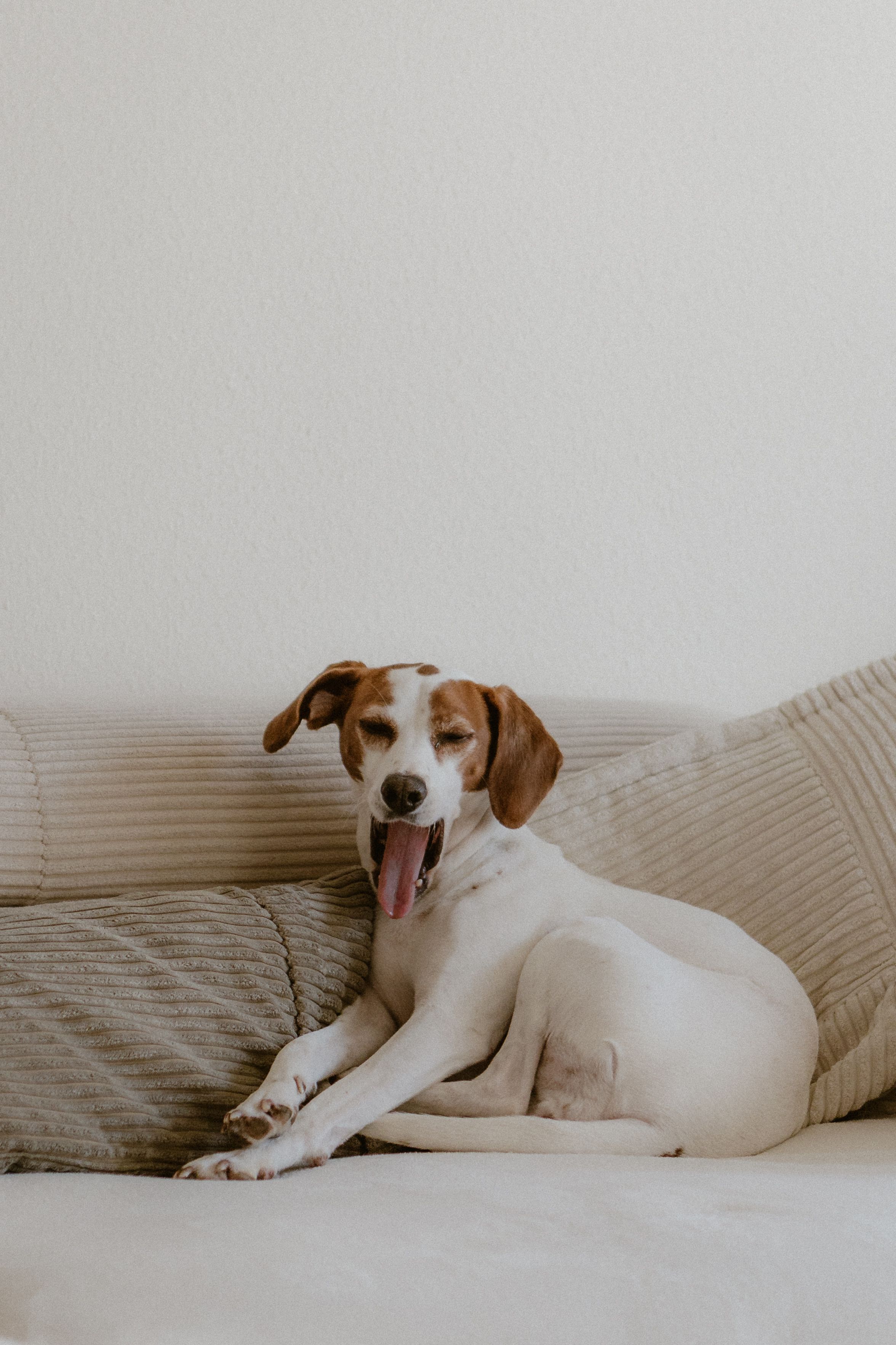Adorable beagle dog yawning while lounging on a comfortable sofa, captured in warm indoor lighting.