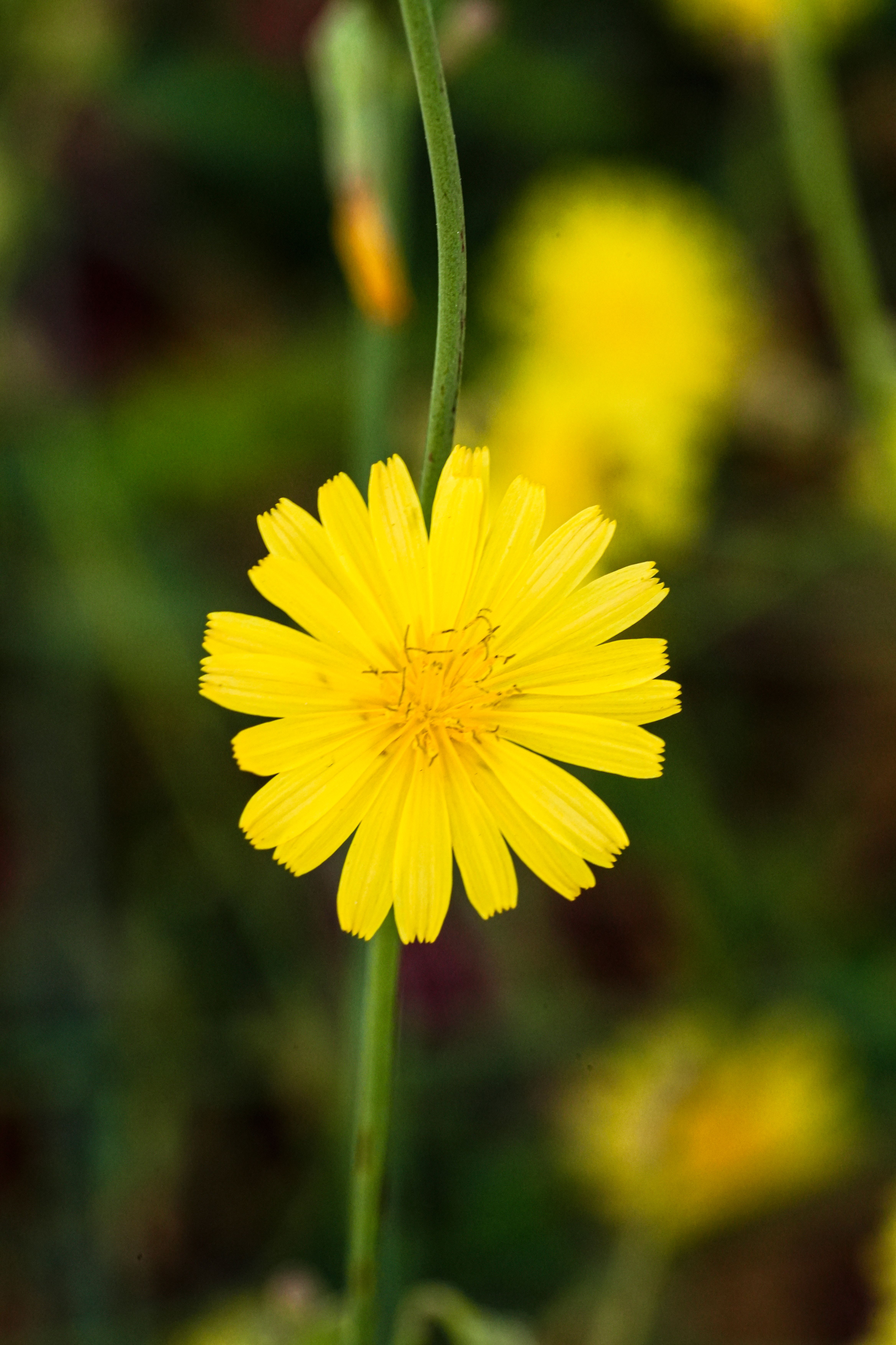 Fotomural Primer plano de una flor amarilla vívida en plena floración con un fondo desenfocado.