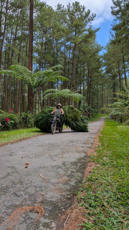 Motorcyclist transporting foliage in Indonesian forest · Free Stock Photo