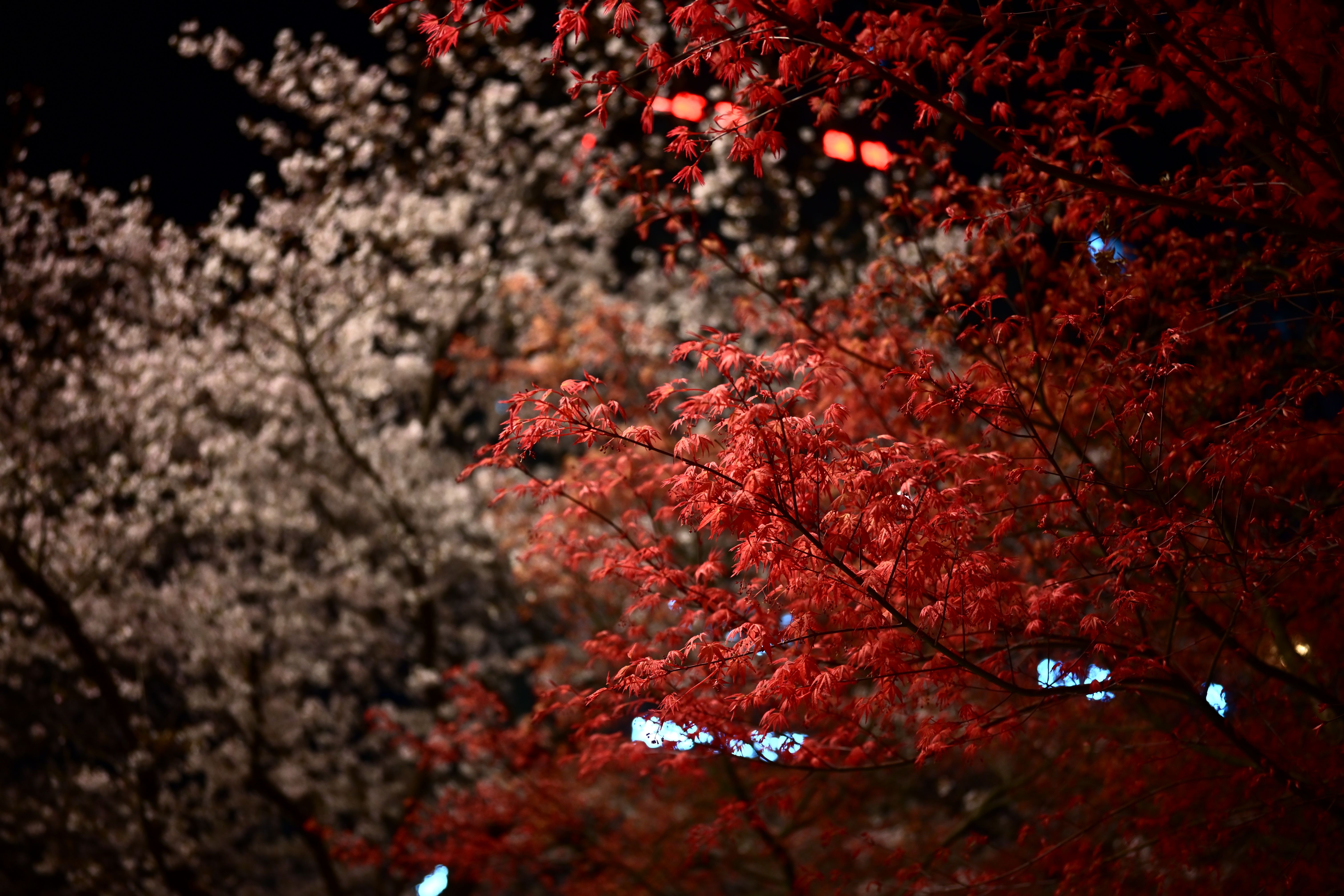 Capture of brightly lit cherry blossom trees at night in Huzhou, Zhejiang, China.