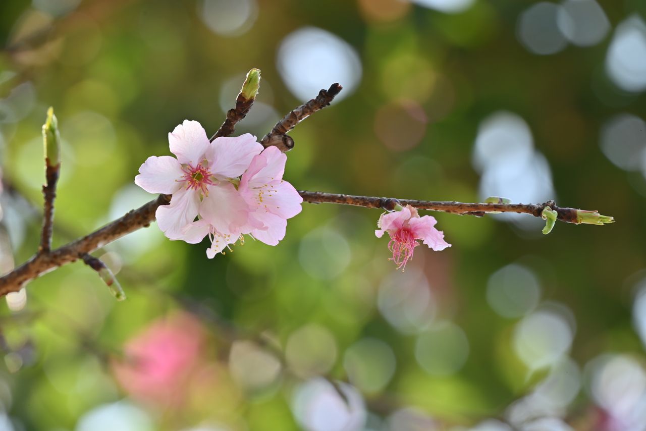 close up of pink cherry blossoms on a branch with a vibrant bokeh back