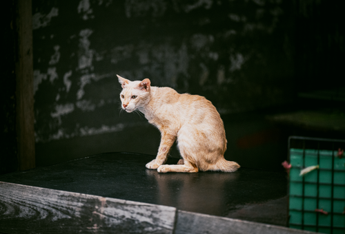 Free A stray ginger cat sits in a dimly lit alley in Bangkok, Thailand, exuding a curious and calm demeanor. Stock Photo