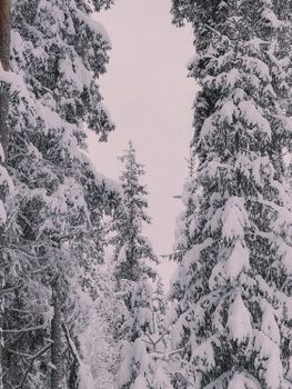 A tranquil winter scene in a snow-laden forest capturing Sweden's natural beauty.