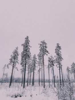 A tranquil view of a snow-covered pine forest under a soft pink sky in Sweden.
