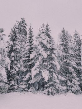 A tranquil view of a snow-laden forest during winter in Sweden.
