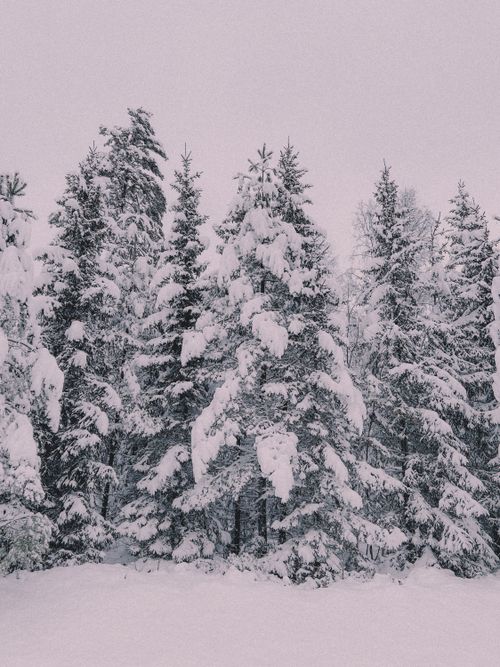 Free A tranquil view of a snow-laden forest during winter in Sweden. Stock Photo