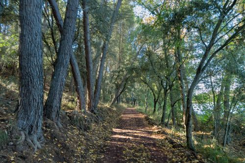 Free Sunlit forest path lined with trees and fallen leaves in Ruidera, Spain. Stock Photo