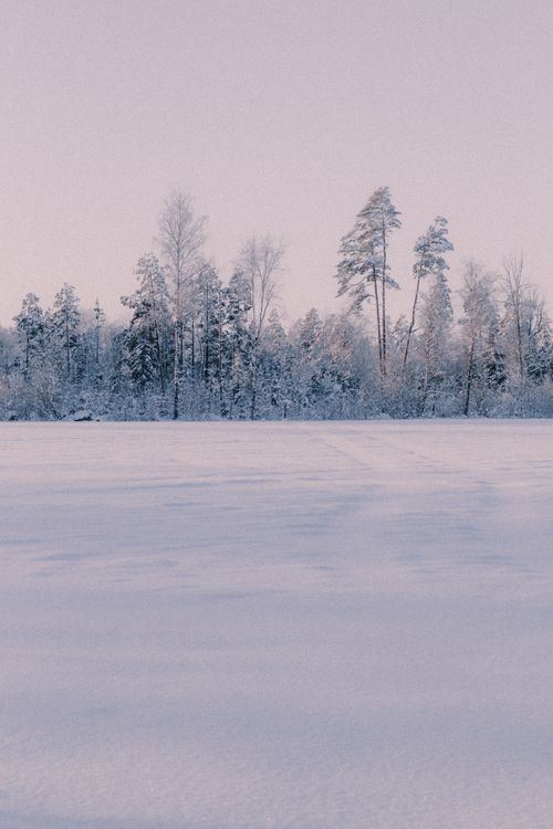 Free Tranquil winter landscape in Sweden with snow-covered field and pine trees under a serene sky. Stock Photo