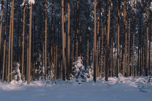 Free Peaceful snow-covered forest in Sweden, showcasing tall trees and a calm winter ambiance. Stock Photo