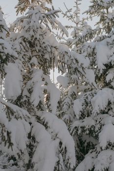 Serene winter scene of snow-laden fir trees in a Swedish forest.