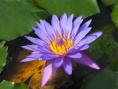 Free Close-up of a purple water lily (Nymphaea) with yellow center in serene water setting. Stock Photo