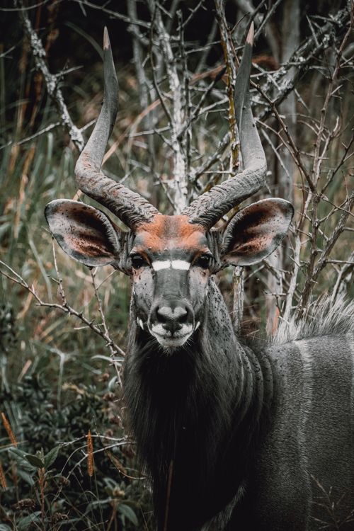 Free A striking portrait of a Greater Kudu (Tragelaphus strepsiceros) in the wild of Hluhluwe, South Africa. Stock Photo