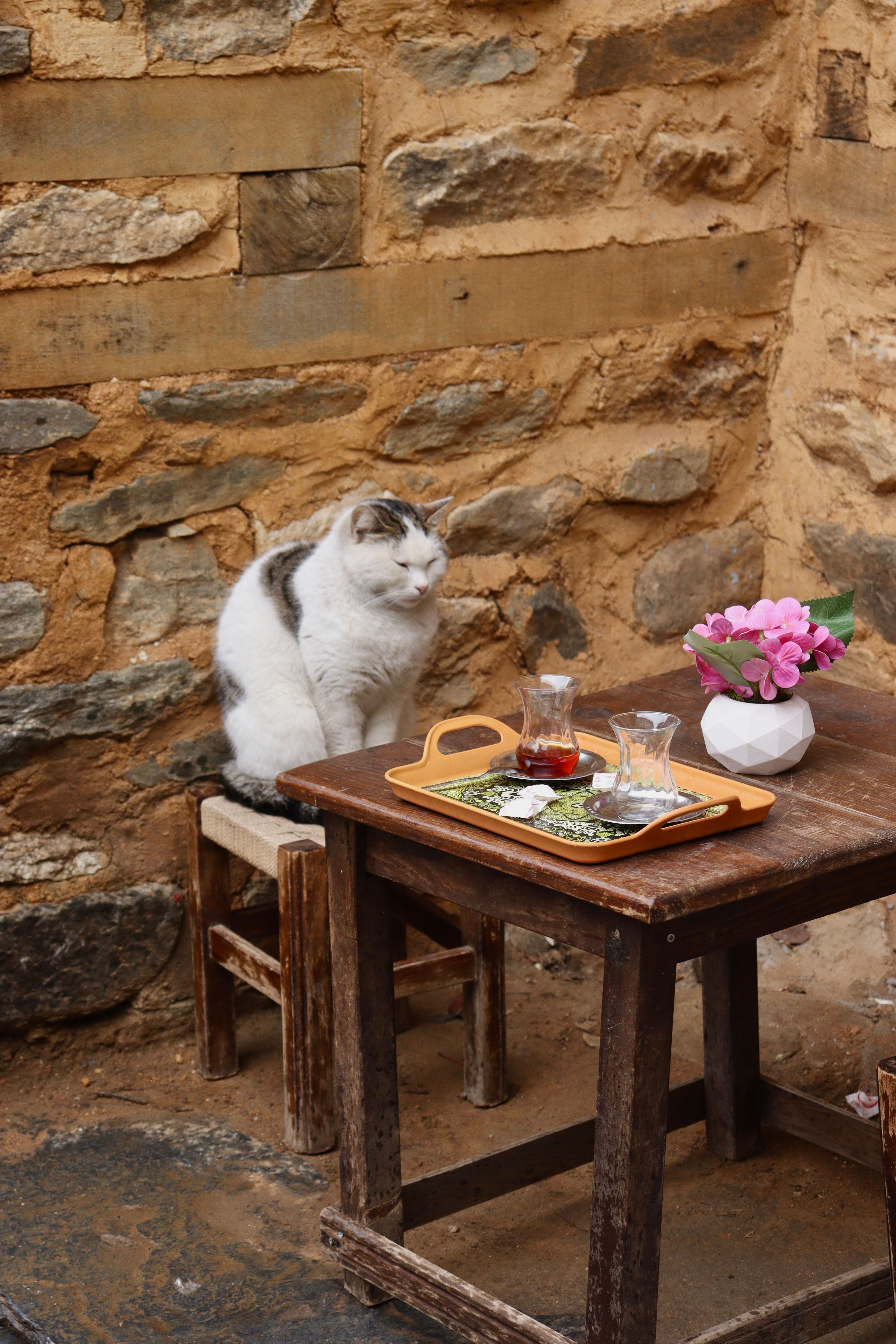 Cozy Courtyard with Cat and Classic Tea Setting · Free Stock Photo