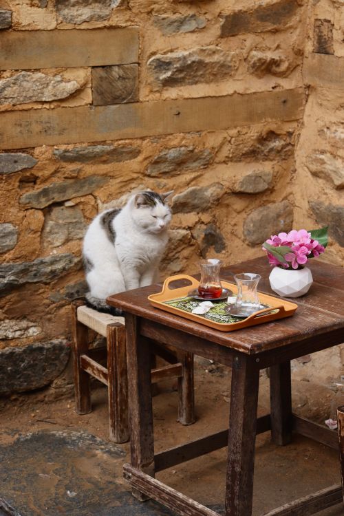 Free Rustic courtyard with relaxed cat on a chair, vintage table setup with tea and flowers. Stock Photo