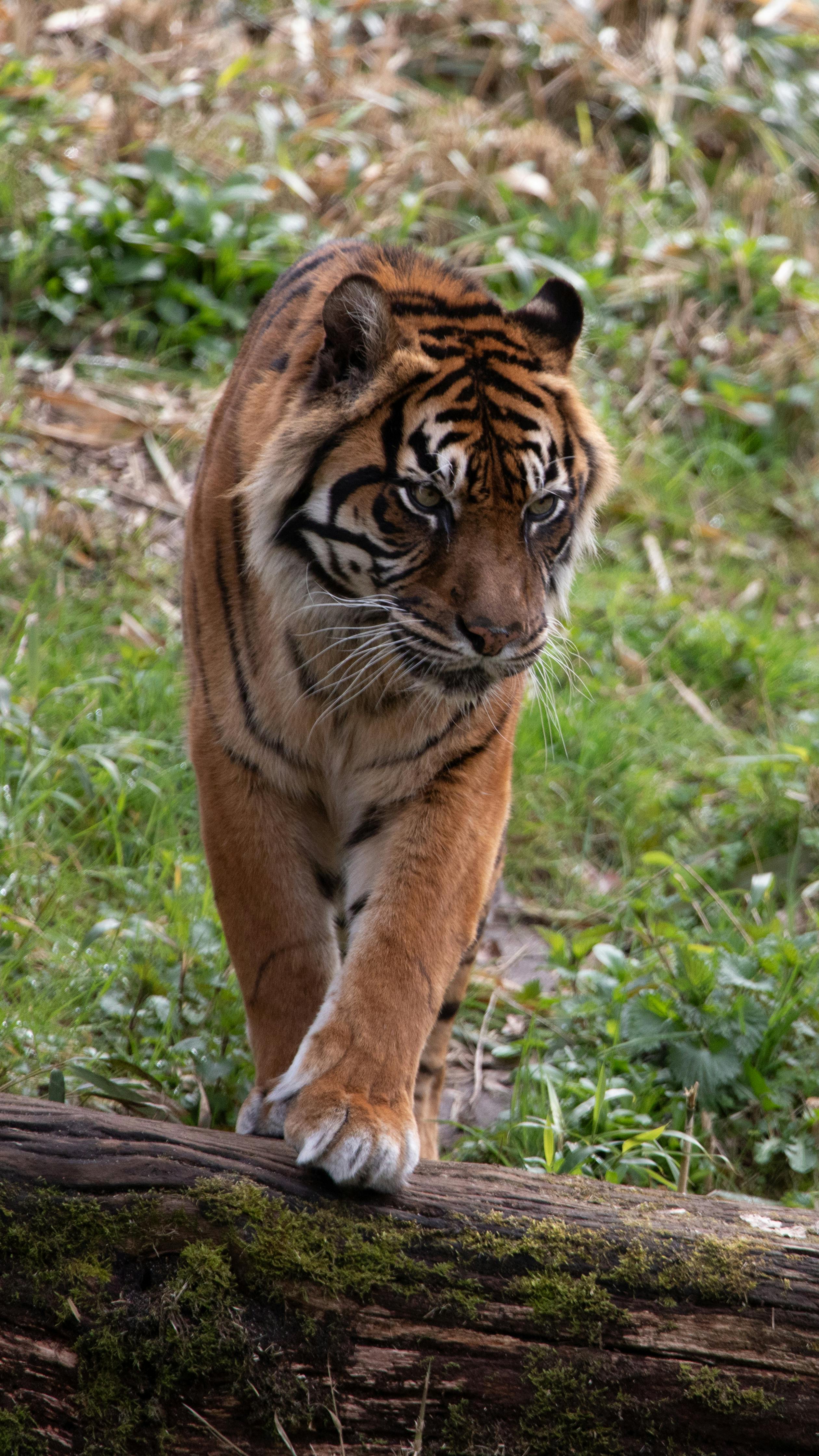 Gratis stockfoto met aziatische dieren in het wild, Azië, bedreigde Stockfoto