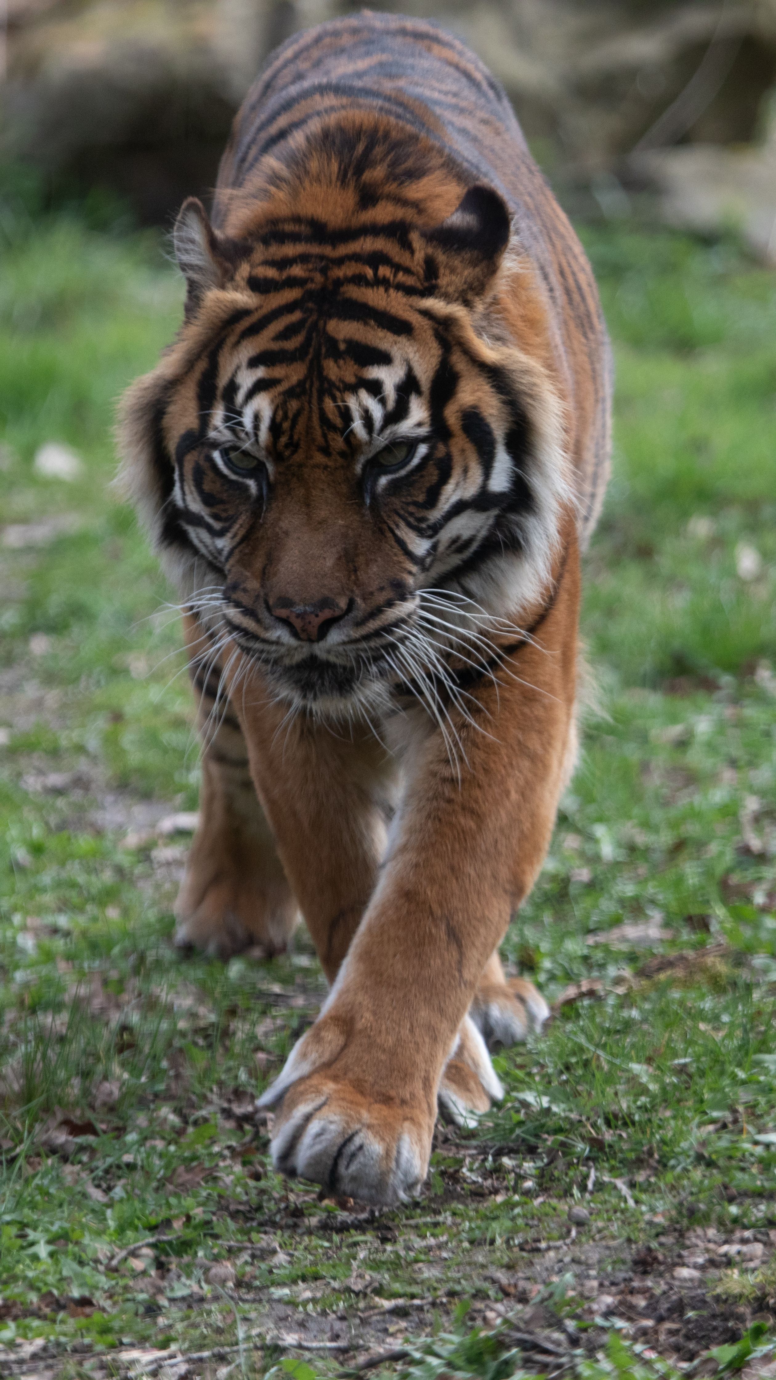 gratis Een fascinerende foto van een Sumatraanse tijger die gracieus over weelderig gras loopt. Stockfoto