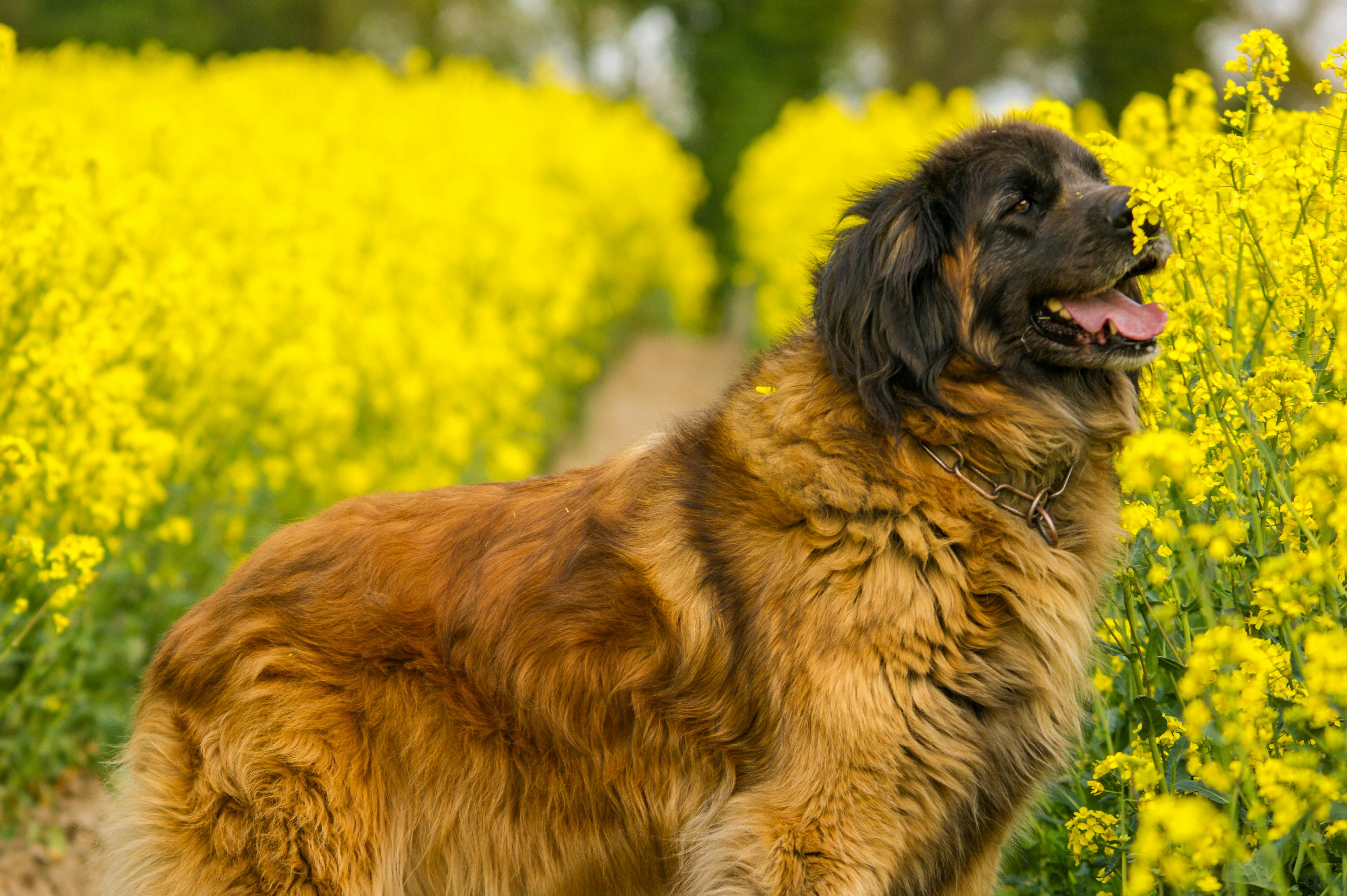 Spring Season Pet Safety Tips - WGN — Photo by KB Photography on Pexels