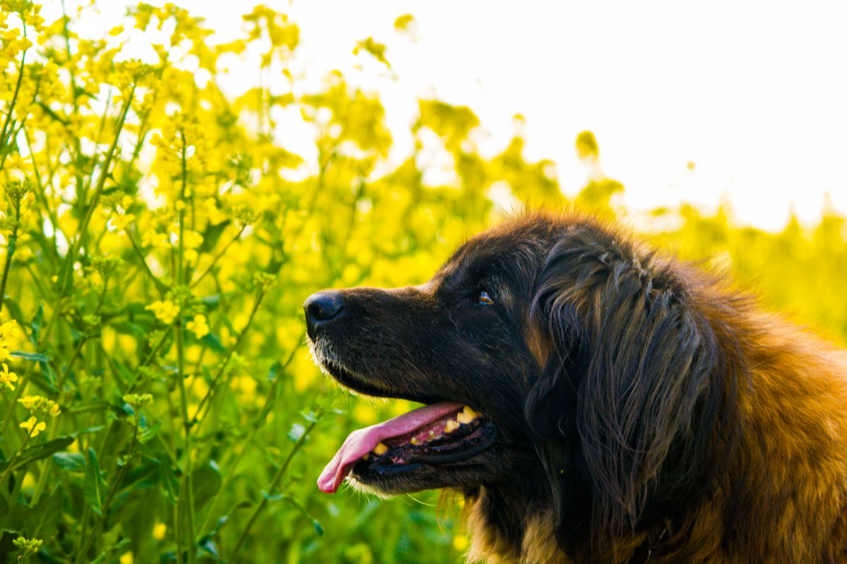 Leonberger – hundras