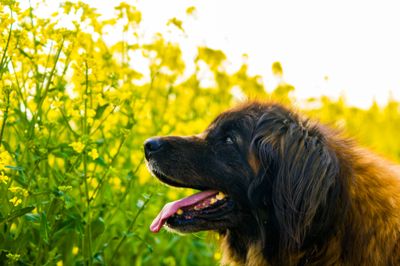 Leonberger – hundras