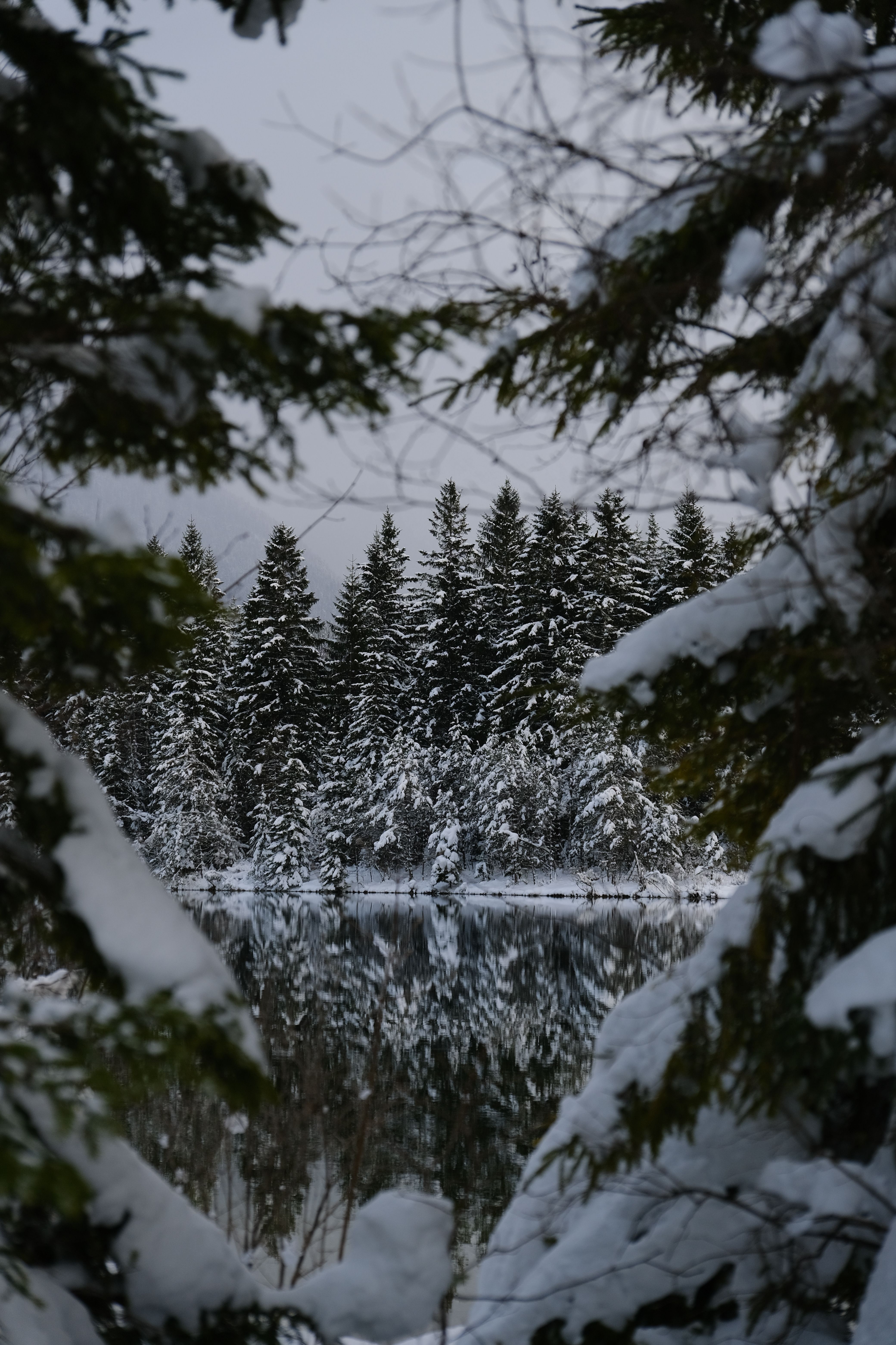 Tranquil Snowy Forest Reflected in Winter Lake · Free Stock Photo