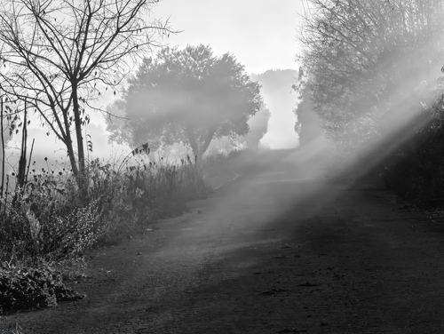 Free A serene black and white view of a misty rural path with sunlight filtering through trees. Stock Photo