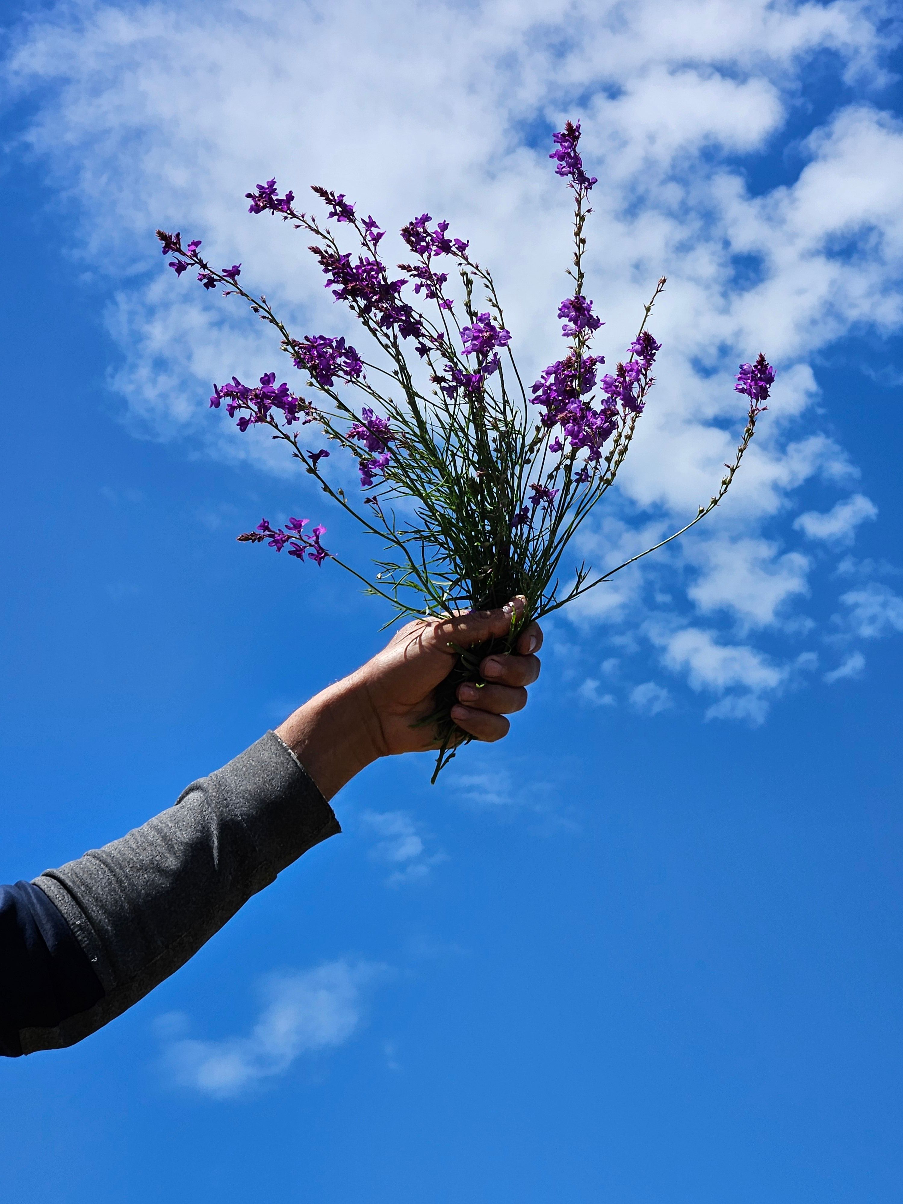 [ColoSach]-a-hand-holding-a-bouquet-of-purple-wildflowers-with-a-clear-blue-sky-in-the-background.
