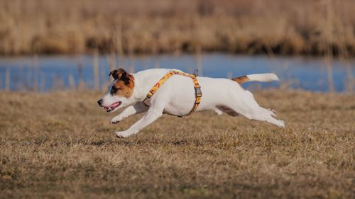 Free A lively Jack Russell Terrier in mid-air while running across a grassy field by a lake. Stock Photo