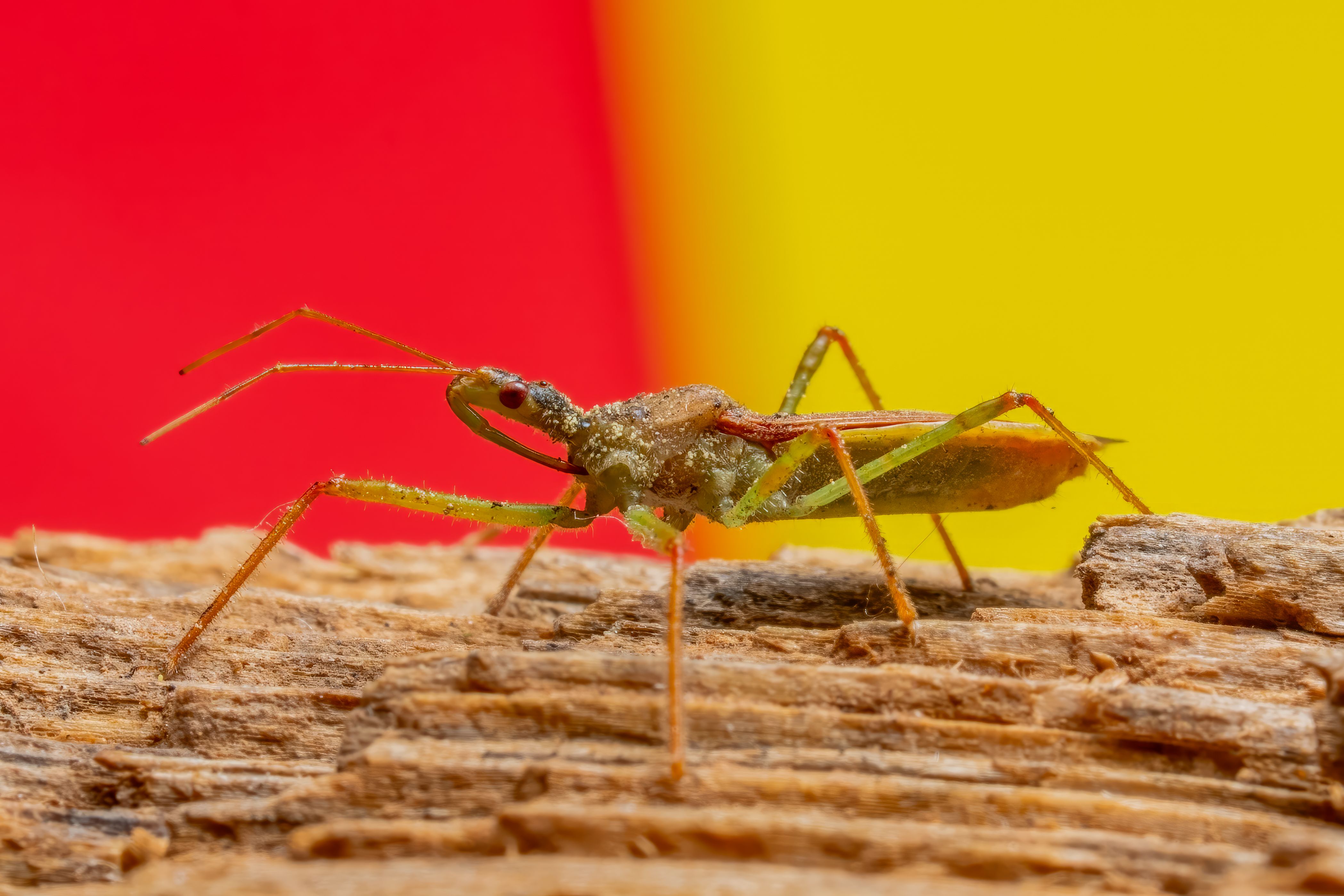 Close-Up Macro Shot of a Colorful Insect on Wood · Free Stock Photo